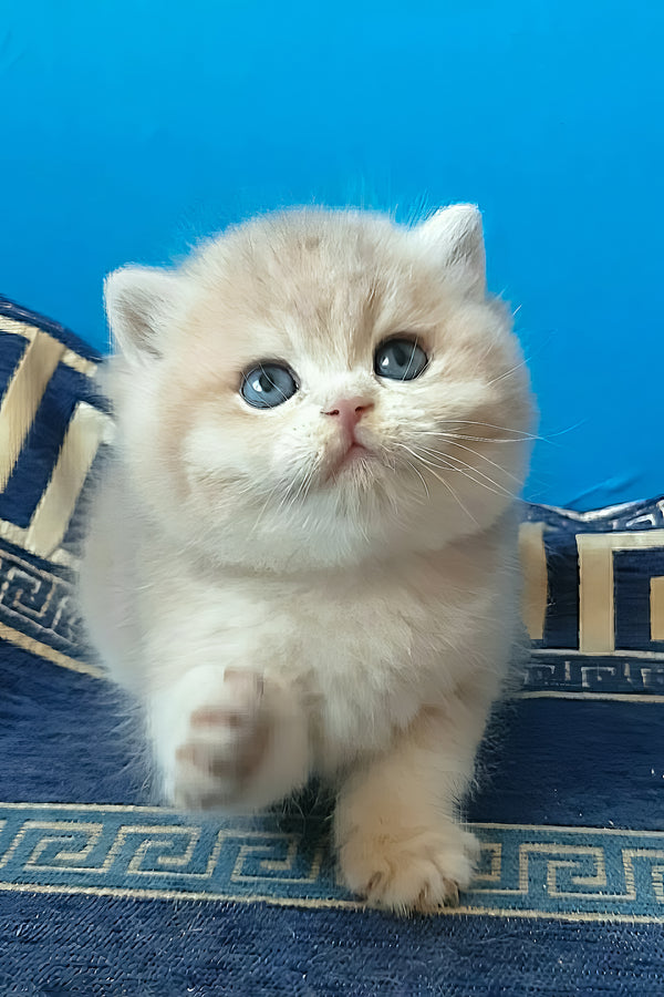 Onix | British Shorthair Kitten