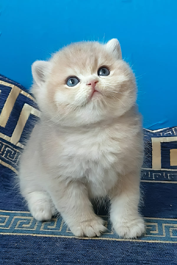 Onix | British Shorthair Kitten