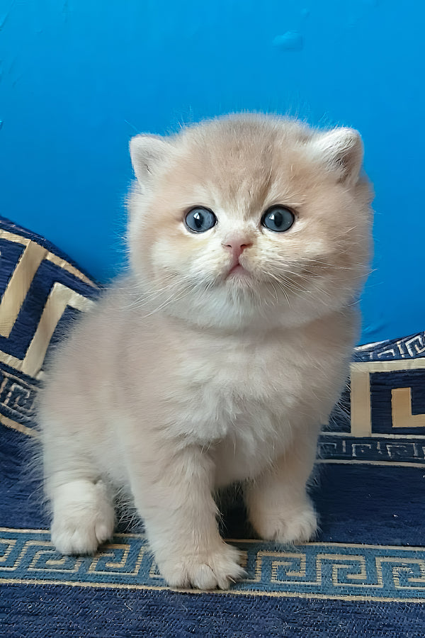 Onix | British Shorthair Kitten