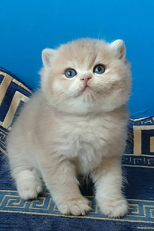 Onix | British Shorthair Kitten