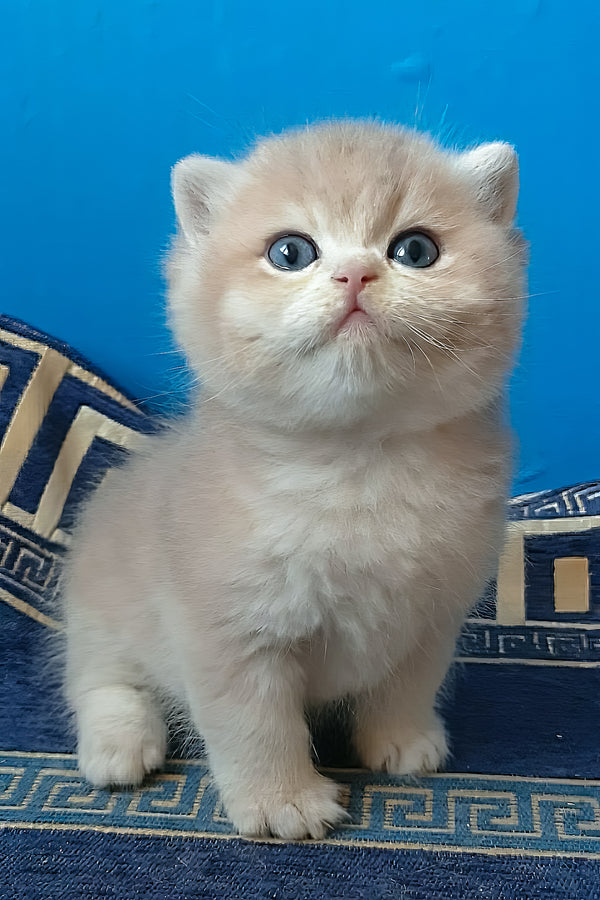 Onix | British Shorthair Kitten