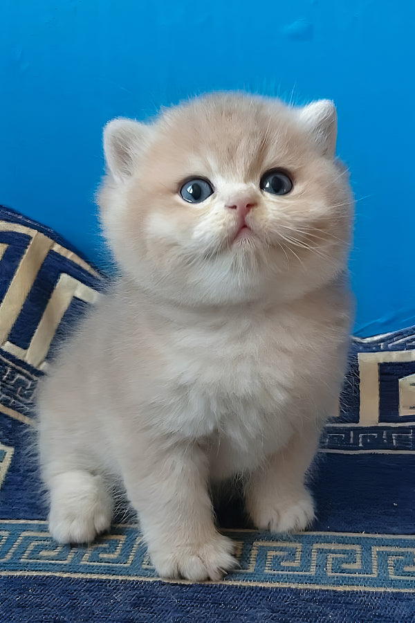 Onix | British Shorthair Kitten