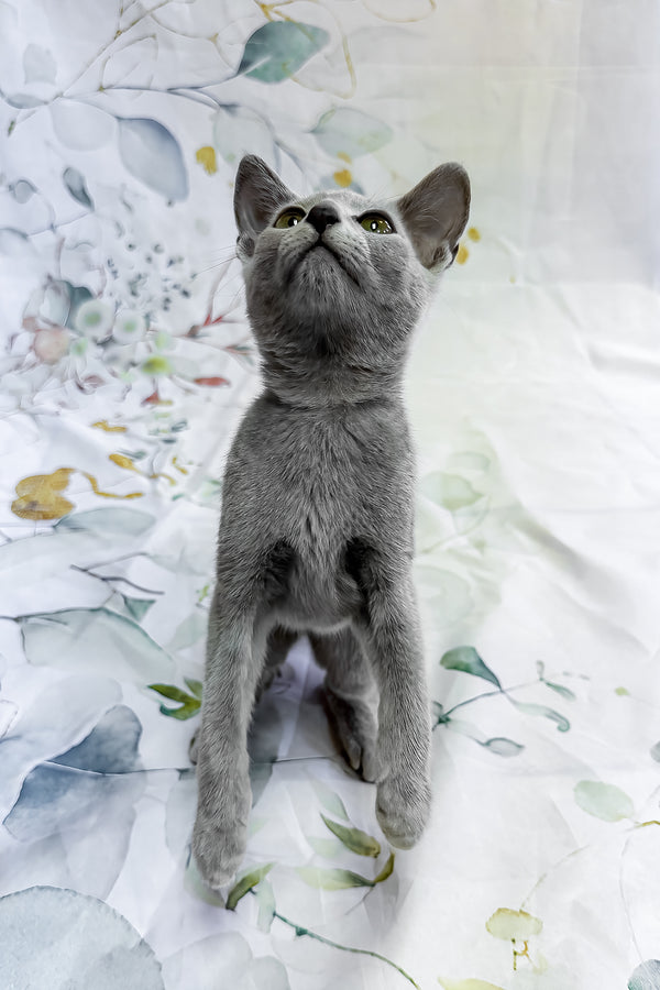 Ontaria | Russian Blue Kitten