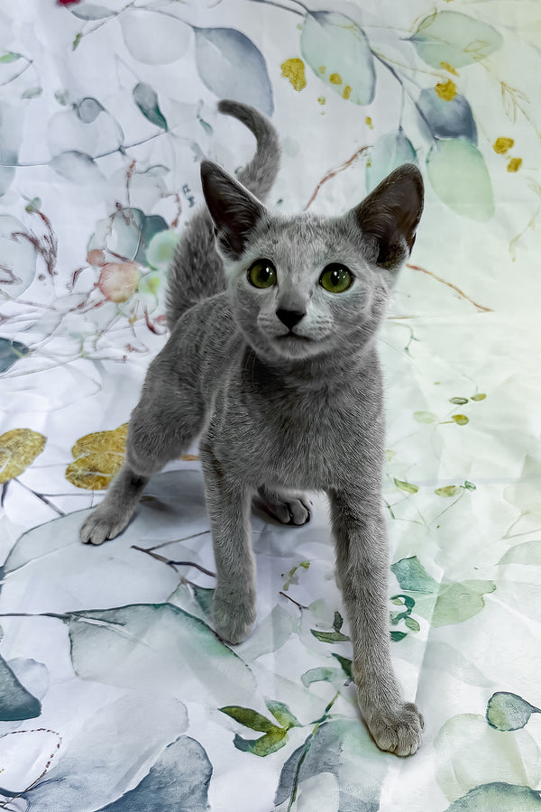 Ontaria | Russian Blue Kitten