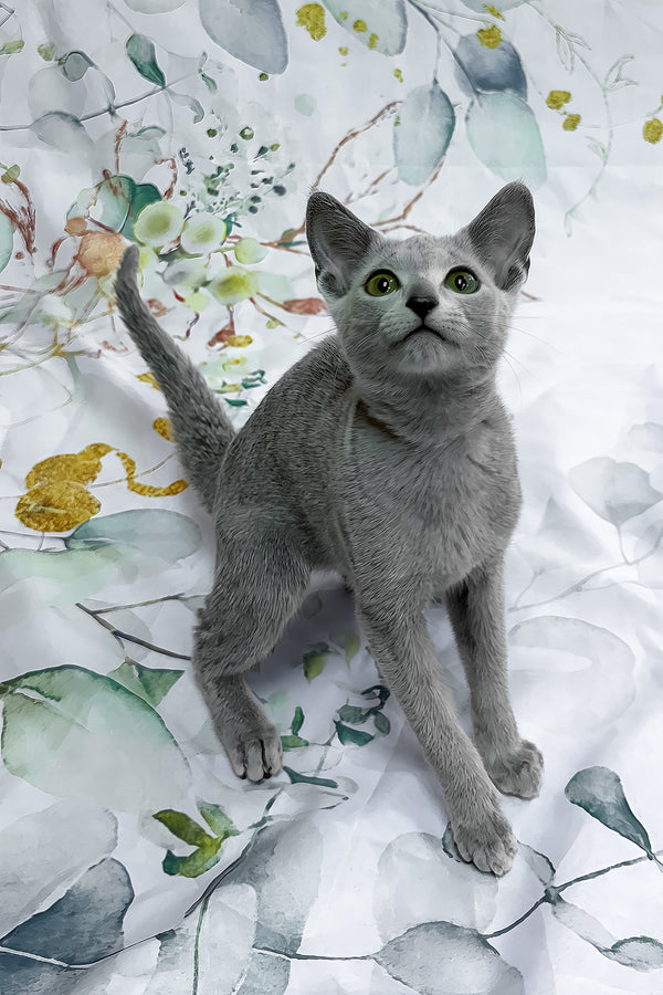 Ontaria | Russian Blue Kitten