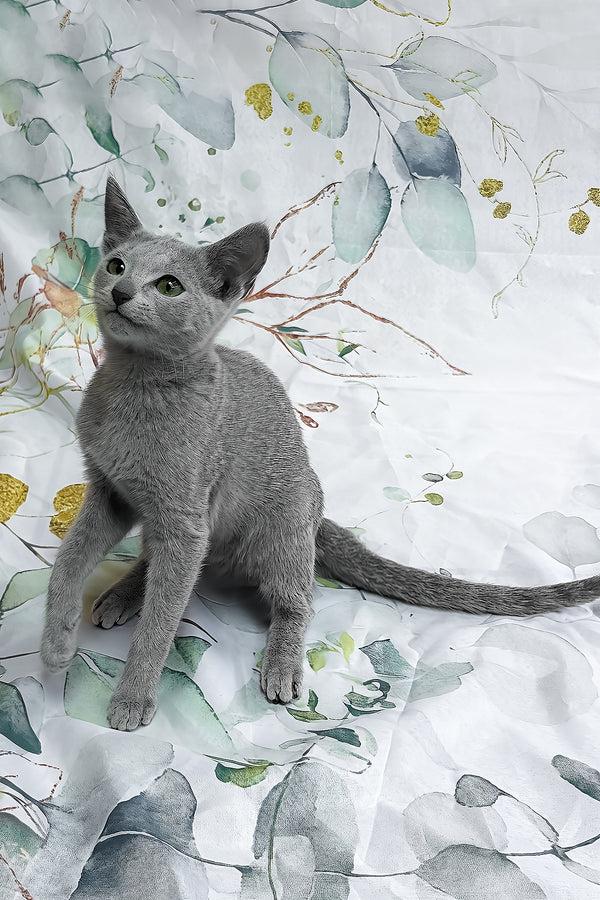 Ontaria | Russian Blue Kitten