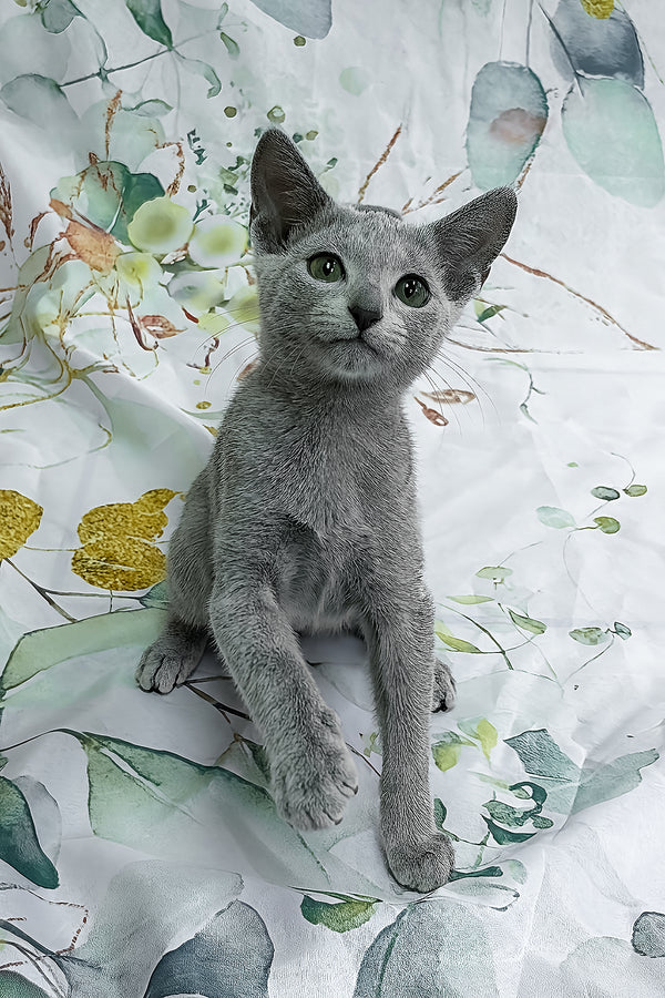 Ontaria | Russian Blue Kitten