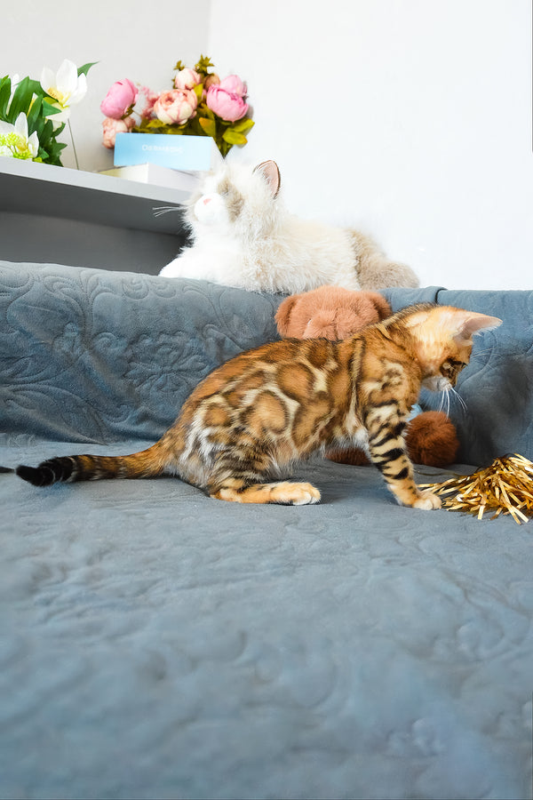 Onyx | Bengal Kitten
