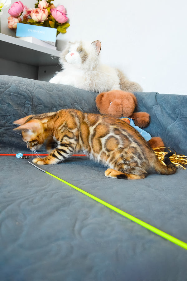 Onyx | Bengal Kitten