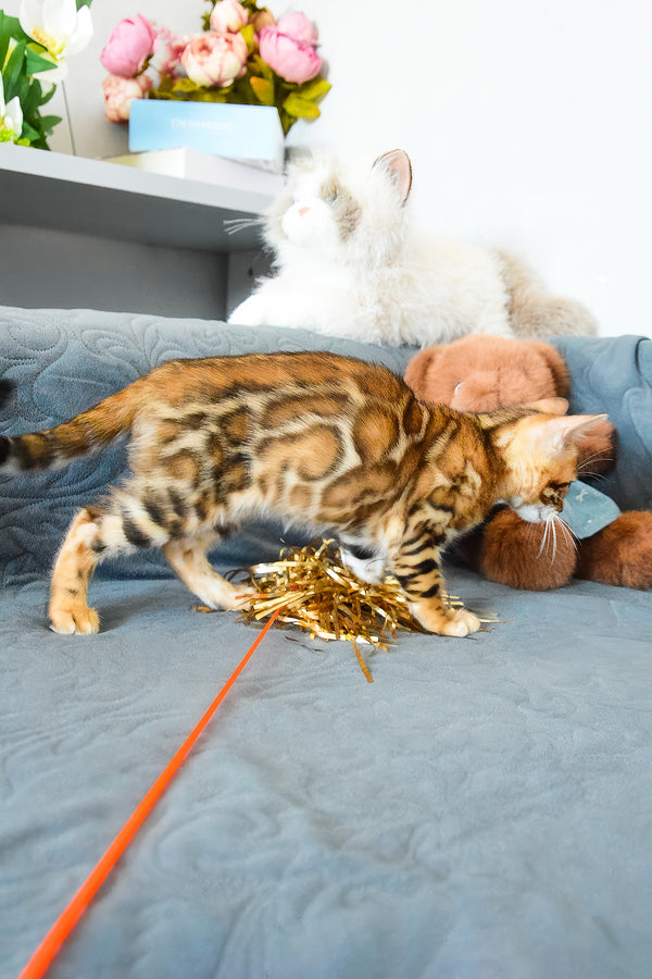 Onyx | Bengal Kitten