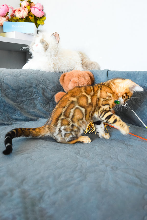 Onyx | Bengal Kitten