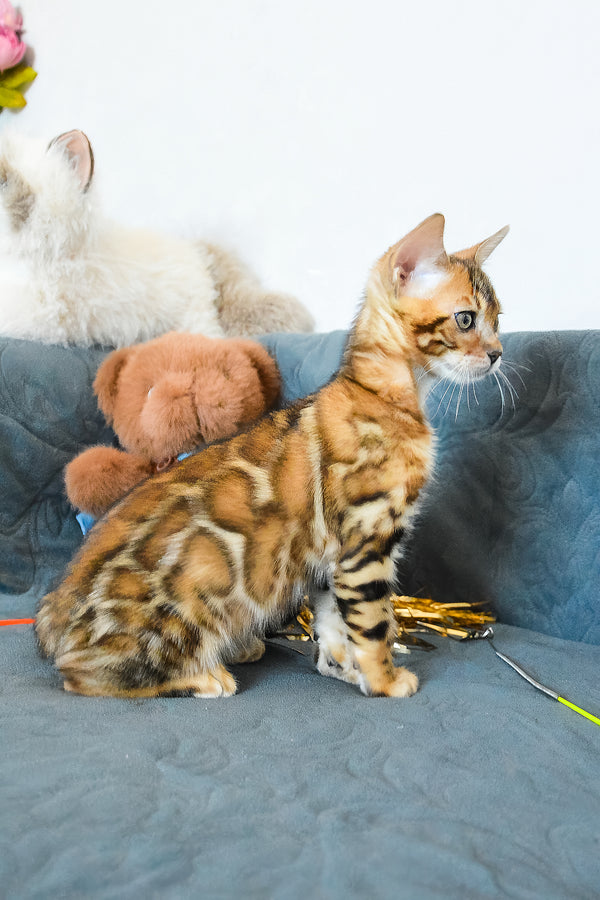 Onyx | Bengal Kitten