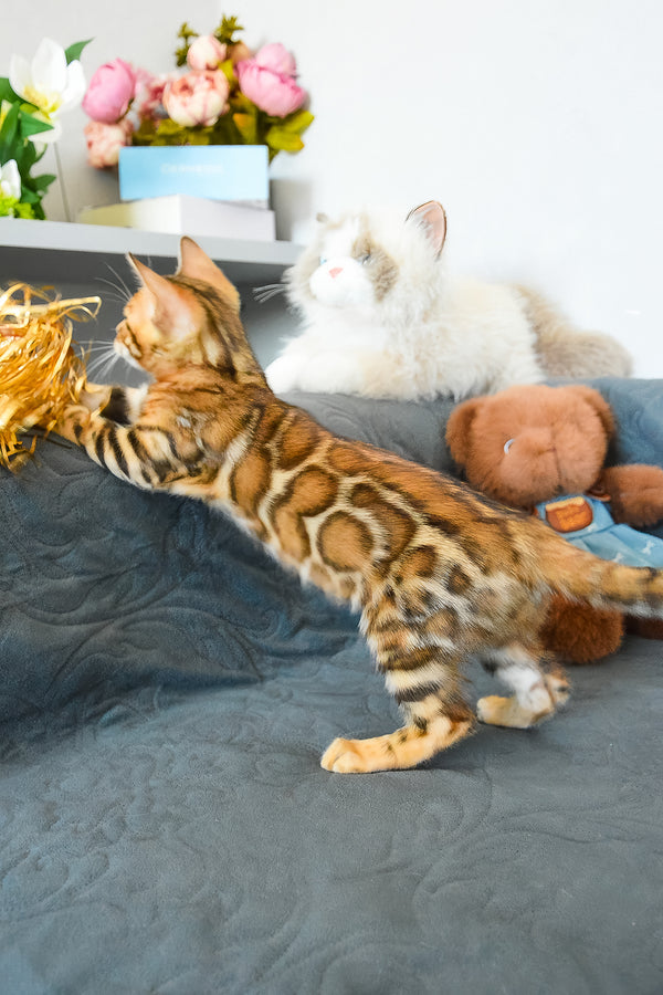 Onyx | Bengal Kitten