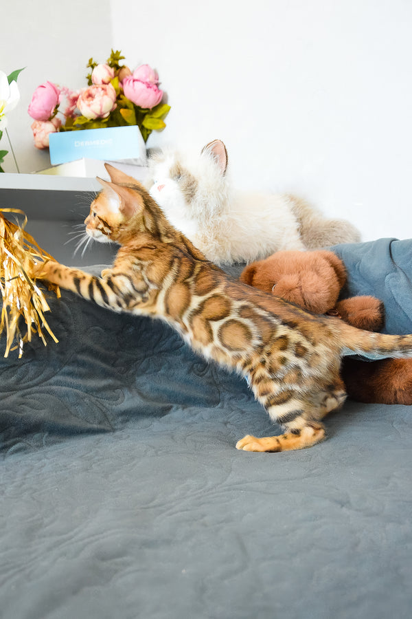 Onyx | Bengal Kitten