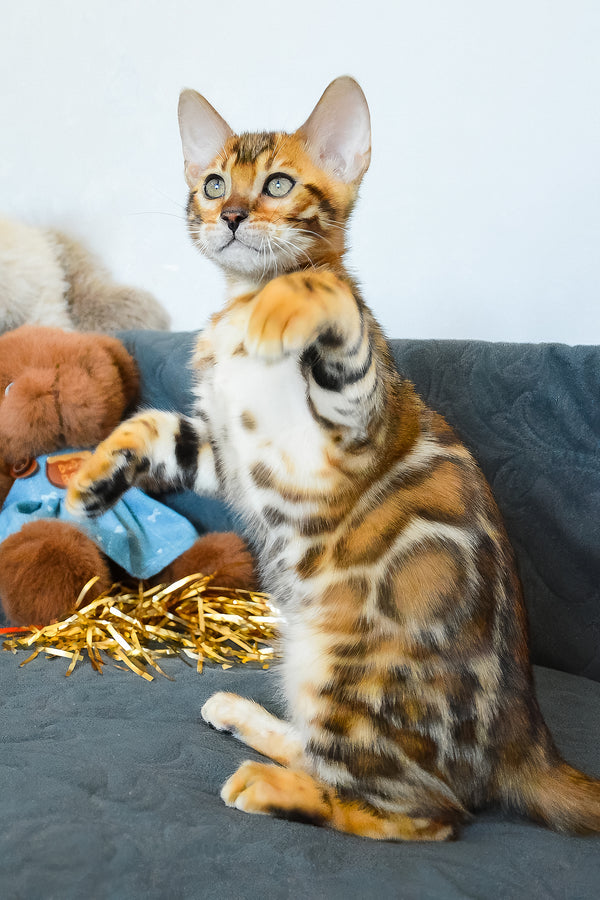 Onyx | Bengal Kitten