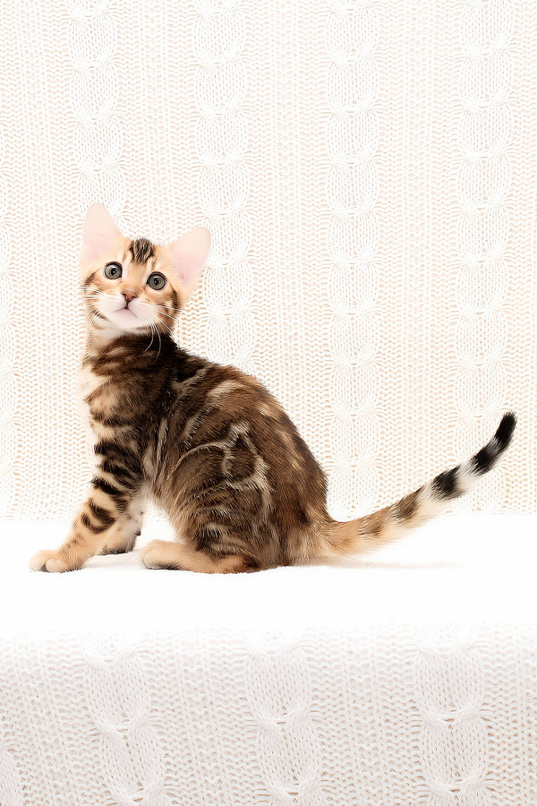 Opaline | Bengal Kitten