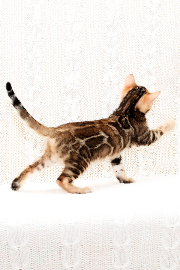 Opaline | Bengal Kitten