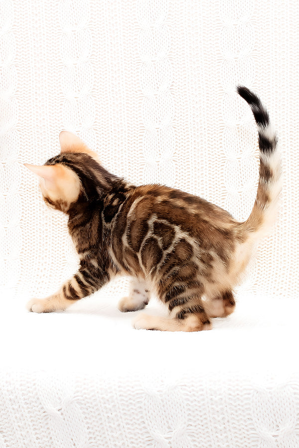 Opaline | Bengal Kitten
