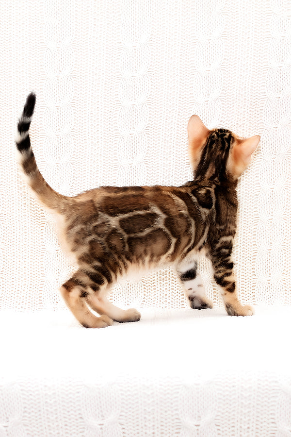 Opaline | Bengal Kitten
