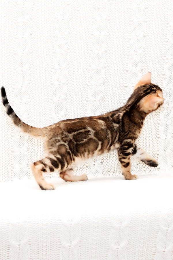 Opaline | Bengal Kitten