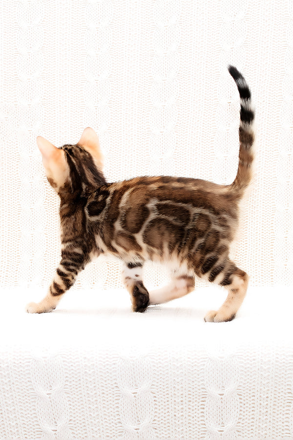 Opaline | Bengal Kitten