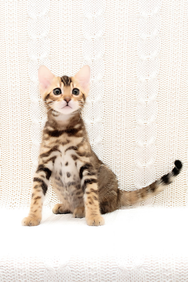 Opaline | Bengal Kitten