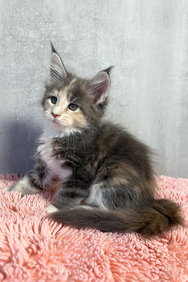 Ornella | Maine Coon Kitten