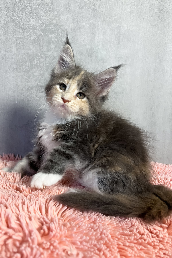 Ornella | Maine Coon Kitten