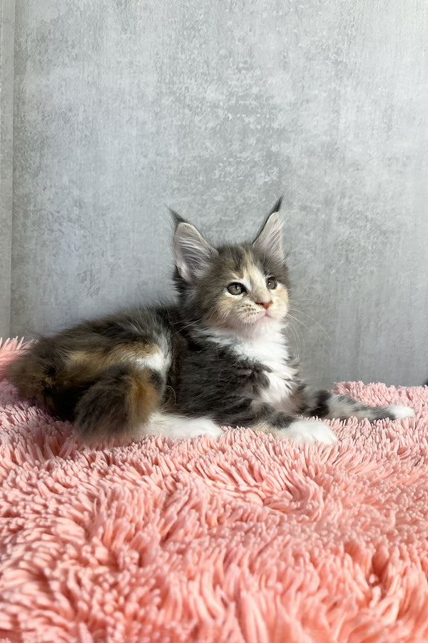 Ornella | Maine Coon Kitten