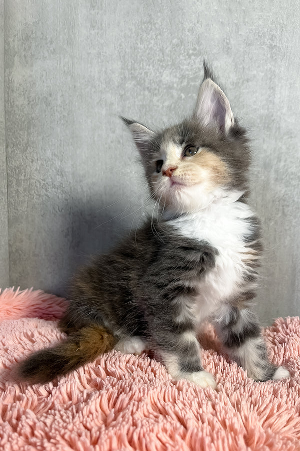 Ornella | Maine Coon Kitten