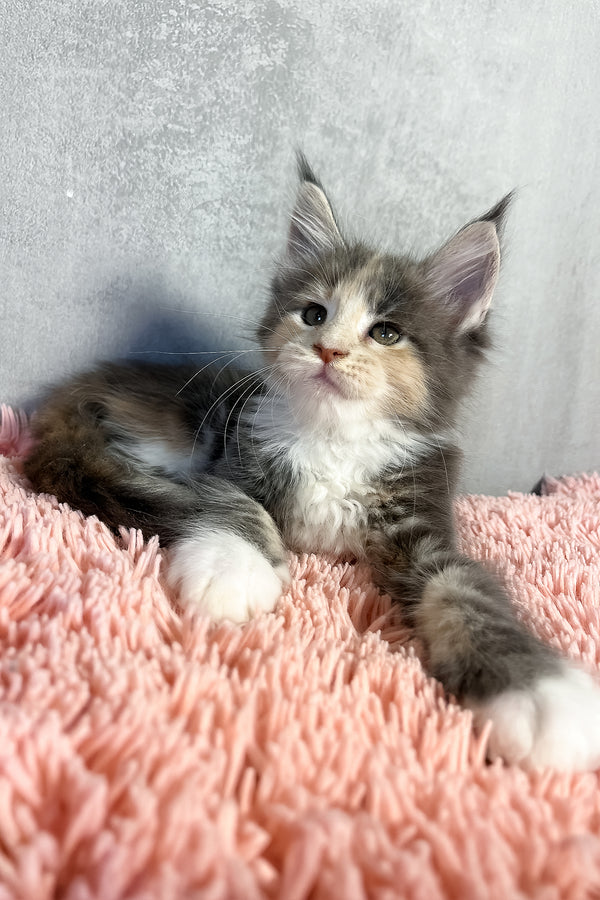 Ornella | Maine Coon Kitten