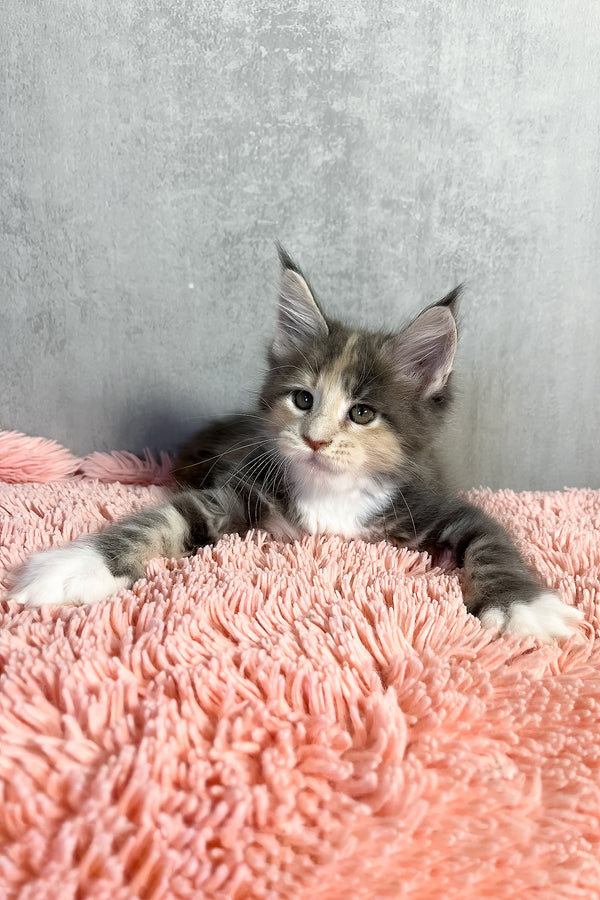 Ornella | Maine Coon Kitten