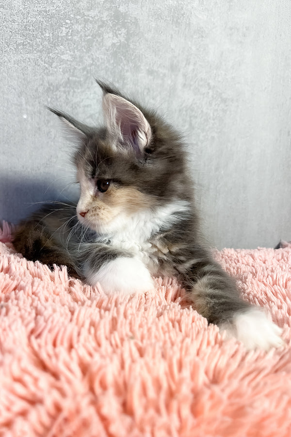 Ornella | Maine Coon Kitten
