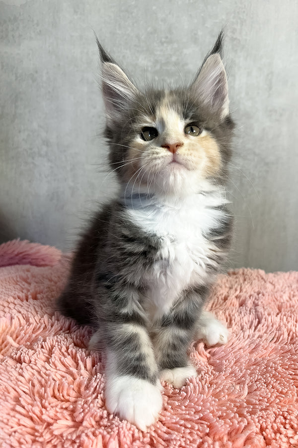 Ornella | Maine Coon Kitten