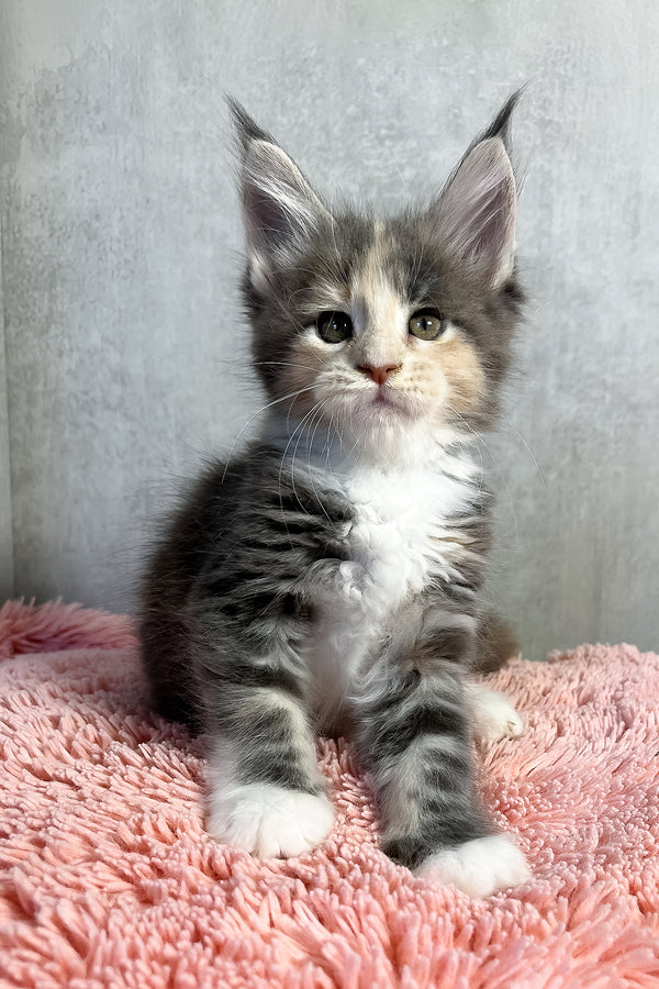 Ornella | Maine Coon Kitten