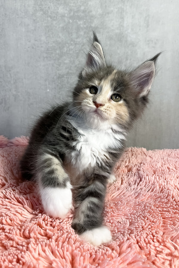 Ornella | Maine Coon Kitten