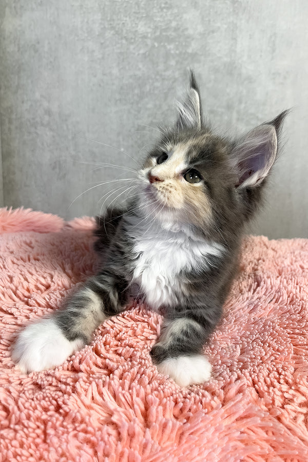 Ornella | Maine Coon Kitten