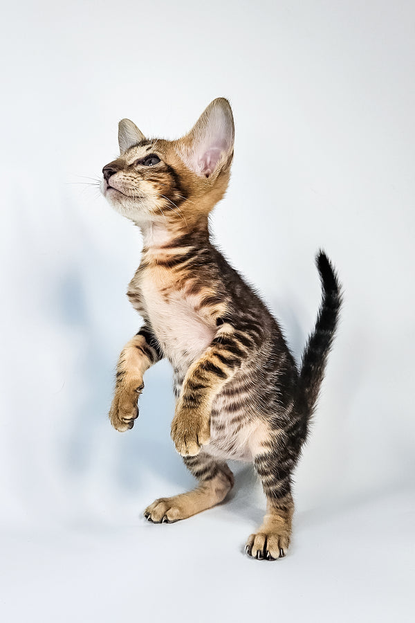 Orion | Oriental Shorthair Kitten