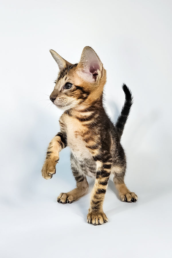 Orion | Oriental Shorthair Kitten