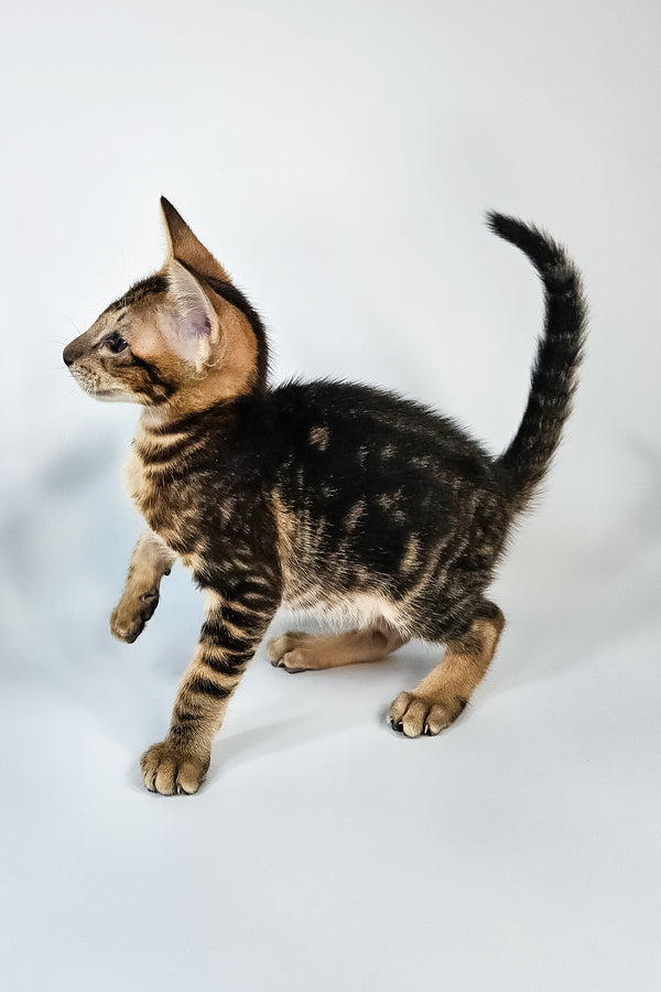 Orion | Oriental Shorthair Kitten