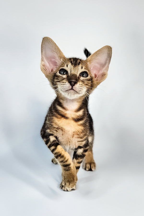 Orion | Oriental Shorthair Kitten