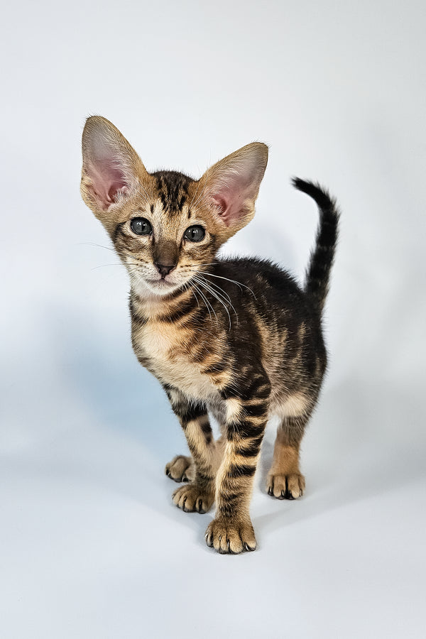 Orion | Oriental Shorthair Kitten