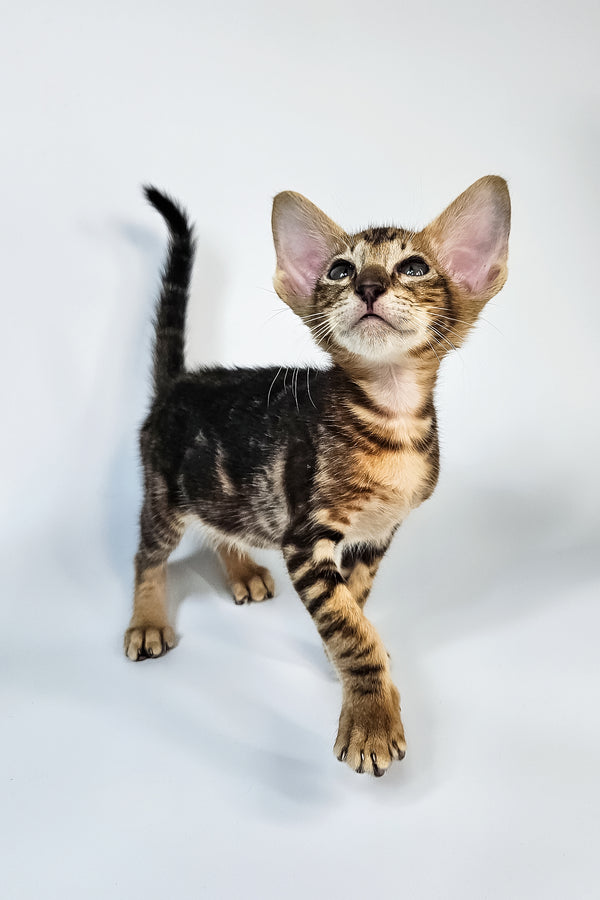 Orion | Oriental Shorthair Kitten