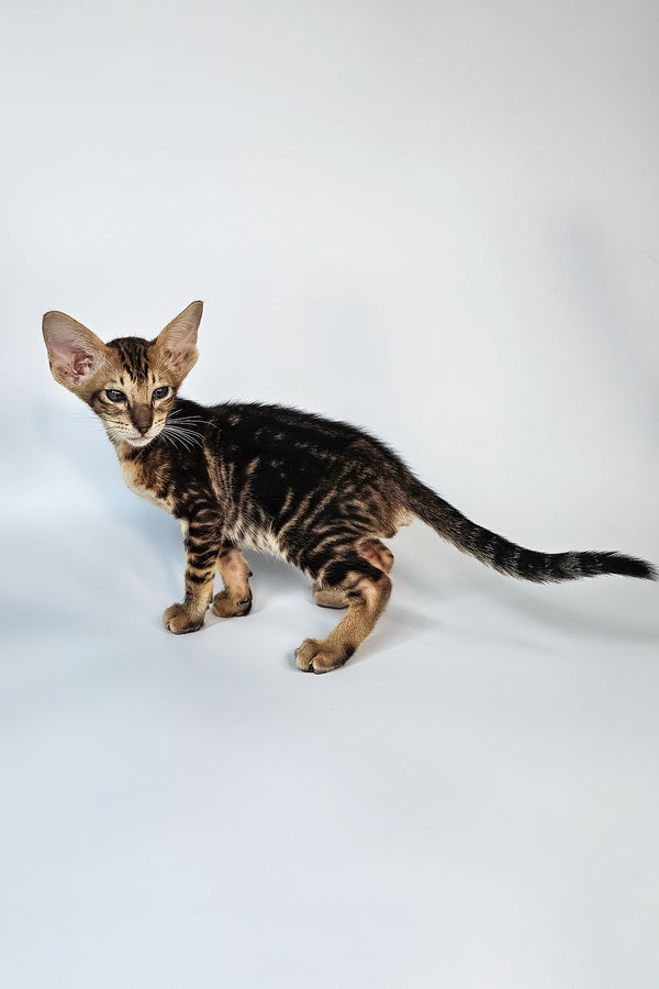 Orion | Oriental Shorthair Kitten