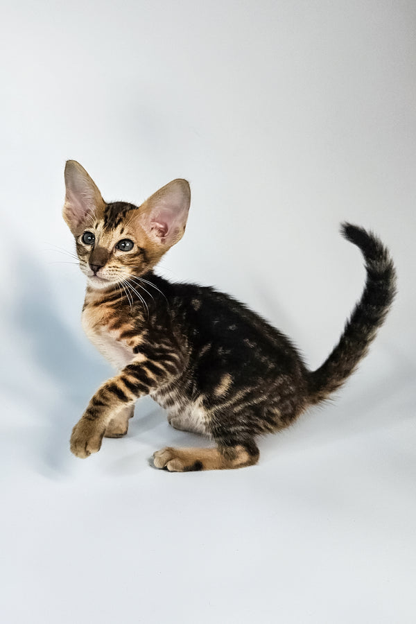 Orion | Oriental Shorthair Kitten