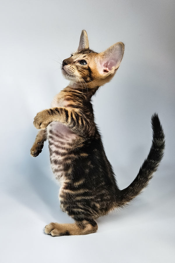 Orion | Oriental Shorthair Kitten