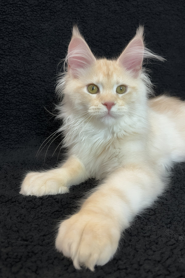 Orion | Polydactyl Maine Coon Kitten