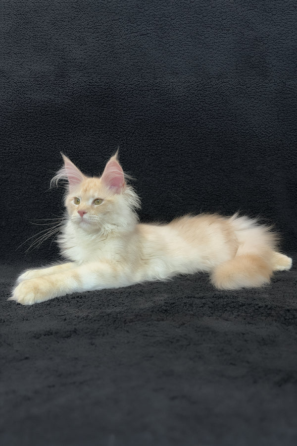 Orion | Polydactyl Maine Coon Kitten