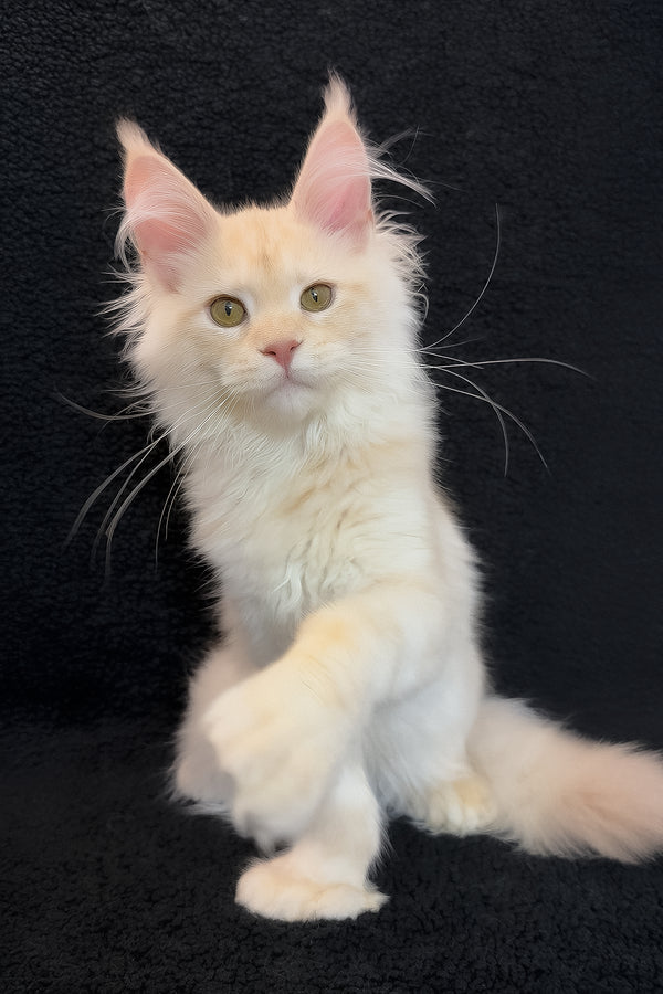 Orion | Polydactyl Maine Coon Kitten