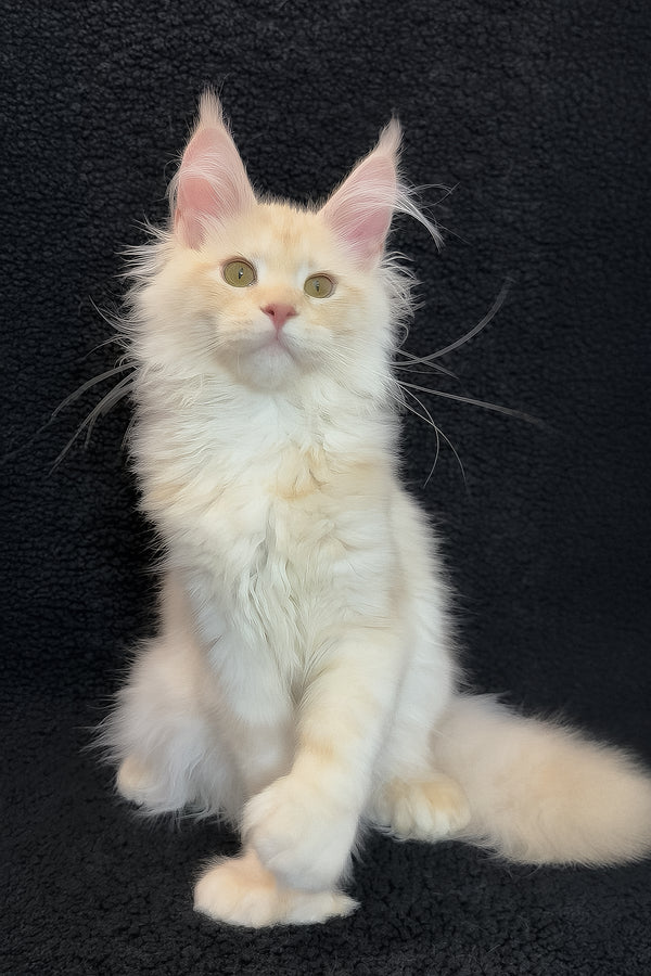 Orion | Polydactyl Maine Coon Kitten